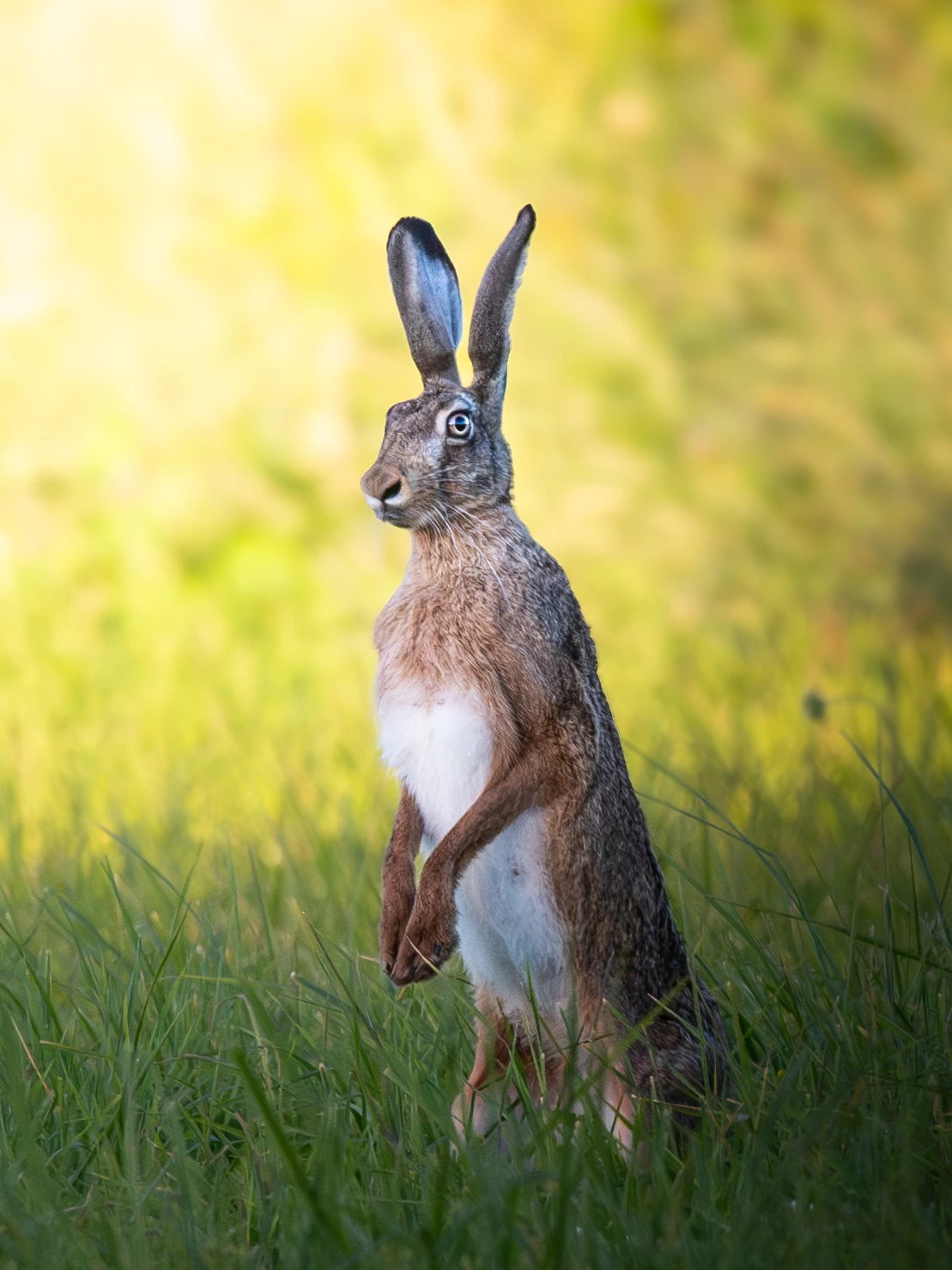 European hare — wildlife photograph by Henk Reinicke.