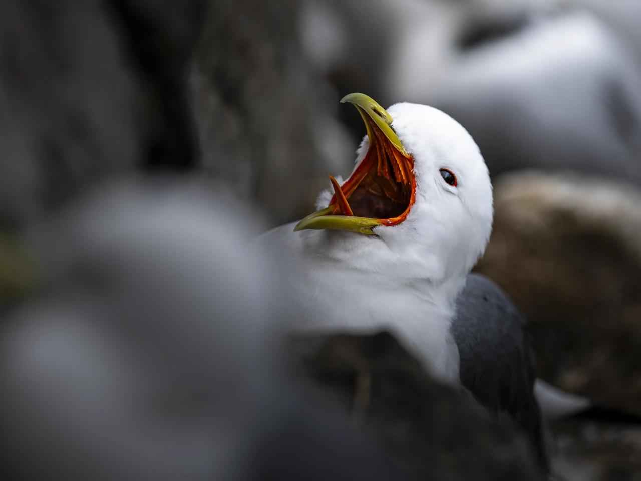 Black-legged kittiwake — wildlife photograph by Henk Reinicke.