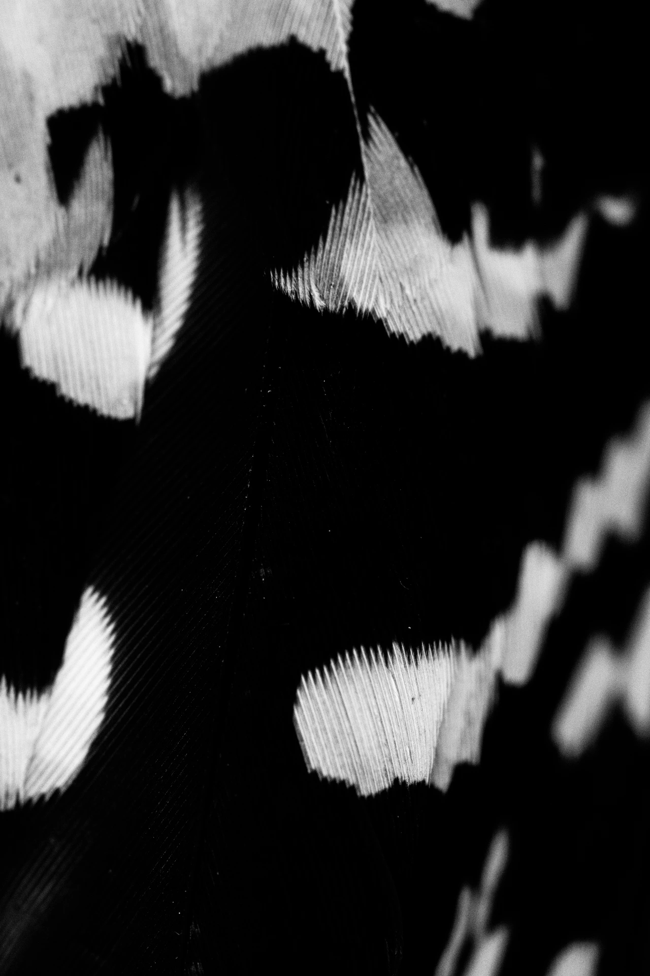 Great spotted woodpecker — feather detail — wildlife photograph by Henk Reinicke.
