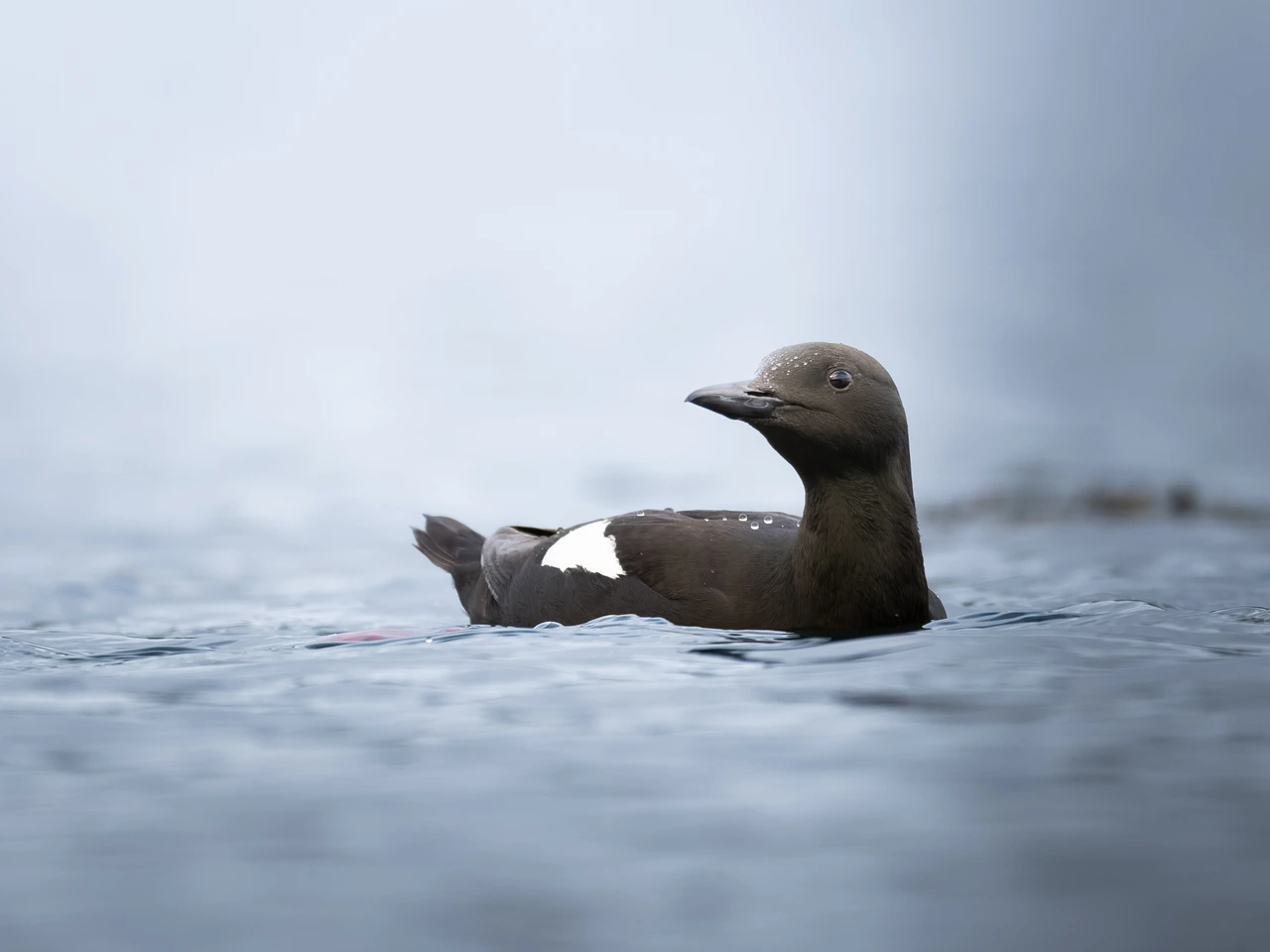 Black guillemot — wildlife photograph by Henk Reinicke.