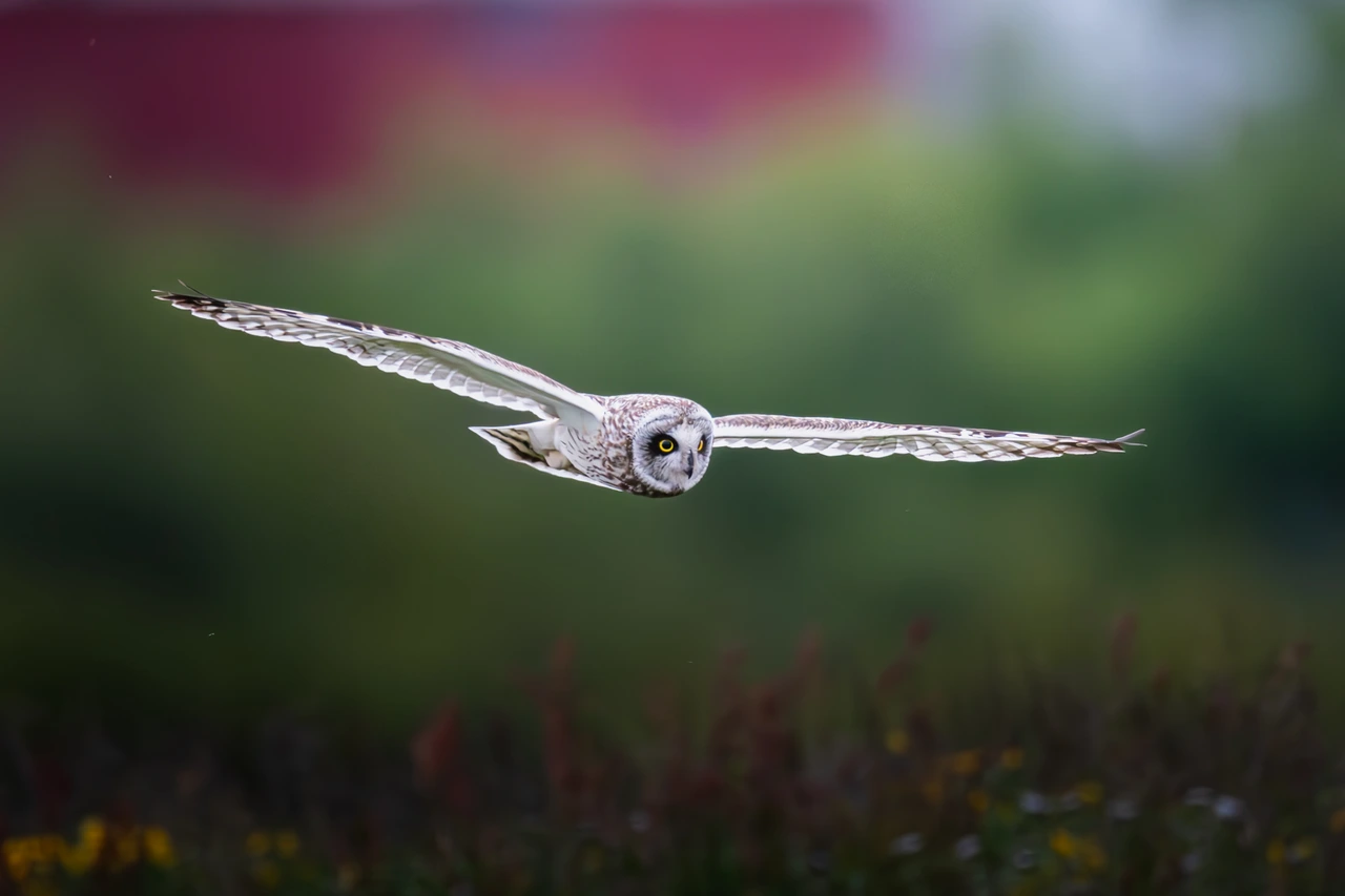 Short-eared owl — wildlife photograph by Henk Reinicke.