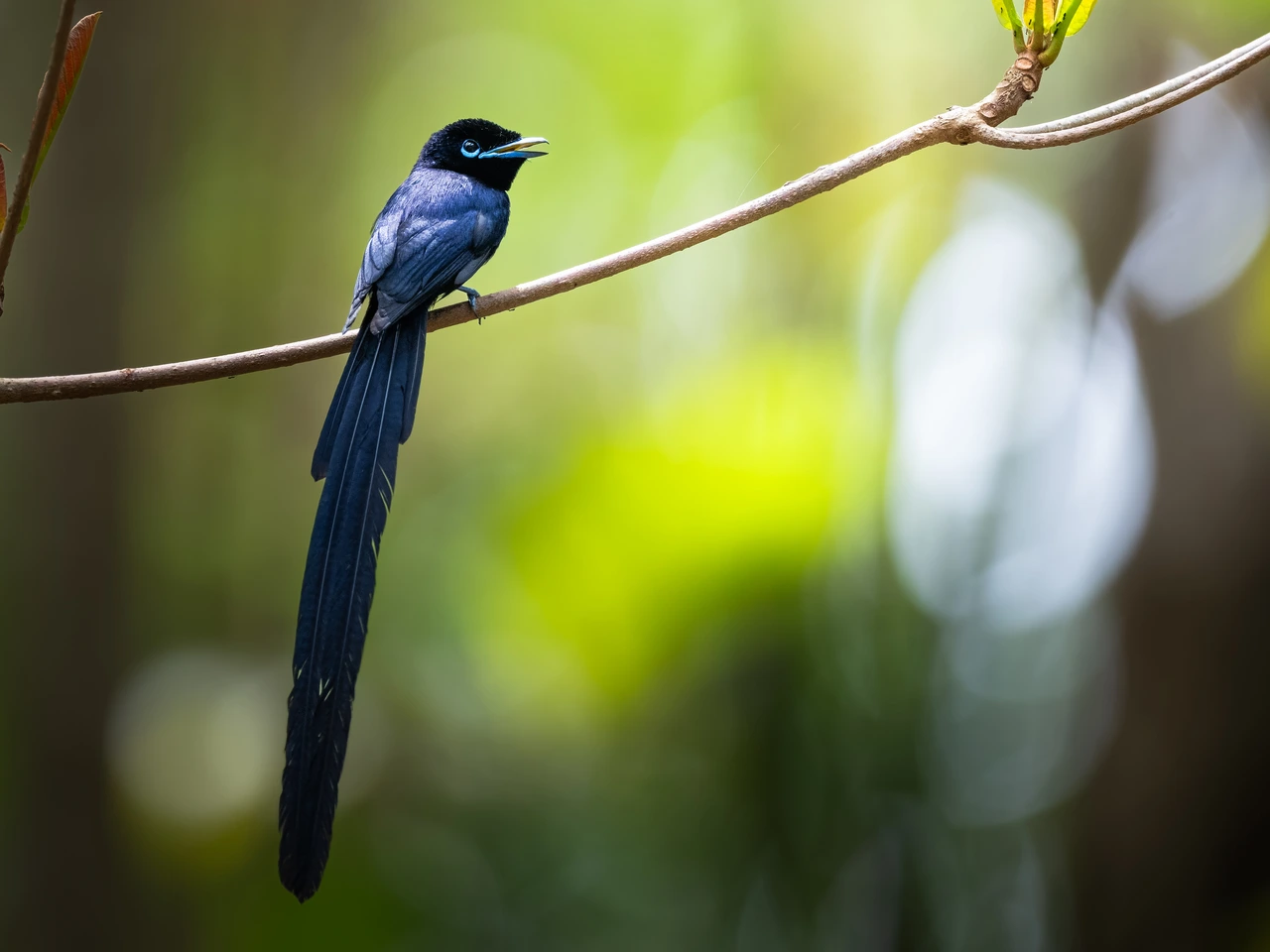 Seychelles paradise flycatcher — wildlife photograph by Henk Reinicke.