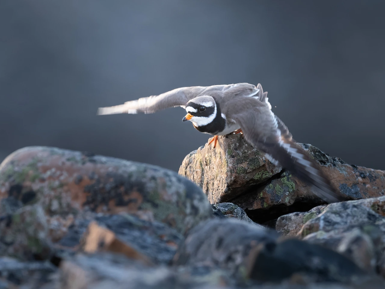 Common ringed plover — wildlife photograph by Henk Reinicke.