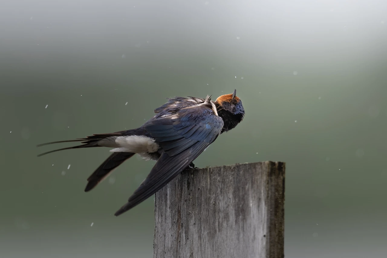 Barn swallow — wildlife photograph by Henk Reinicke.