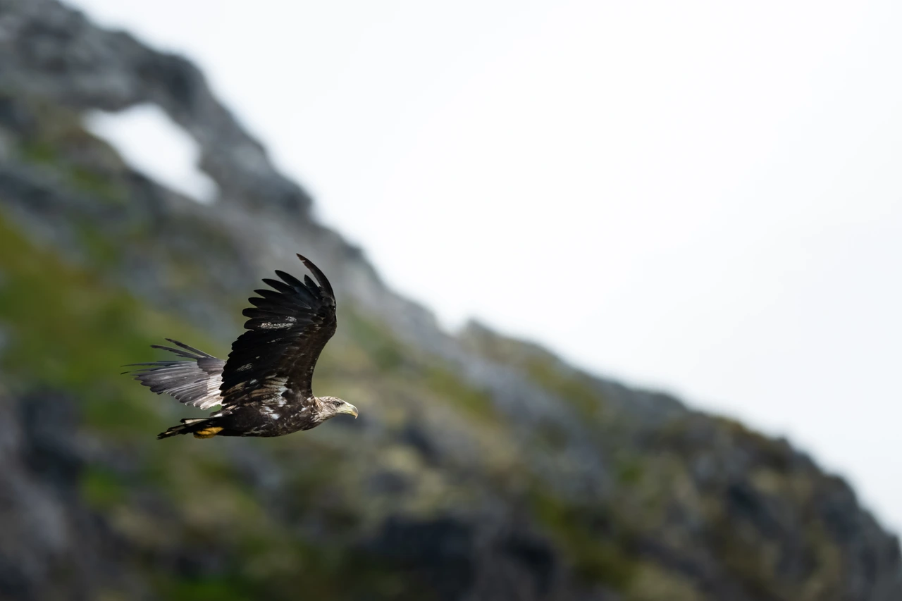 White-tailed eagle — wildlife photograph by Henk Reinicke.