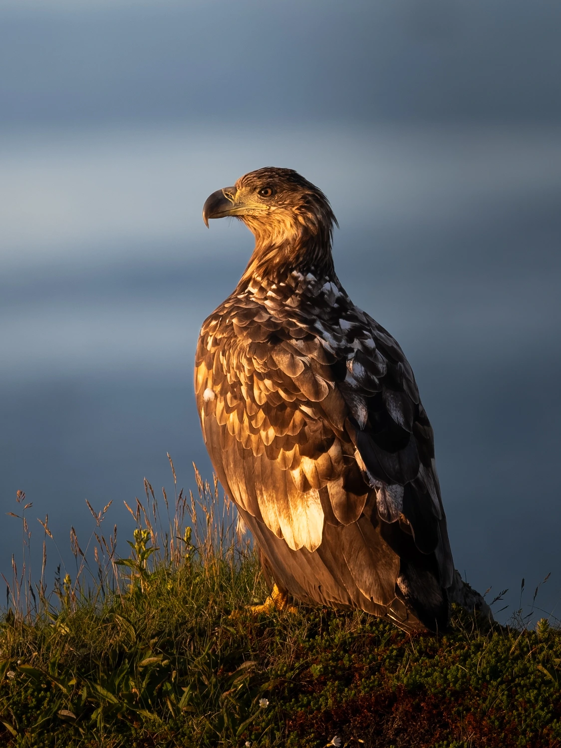 White-tailed eagle — wildlife photograph by Henk Reinicke.