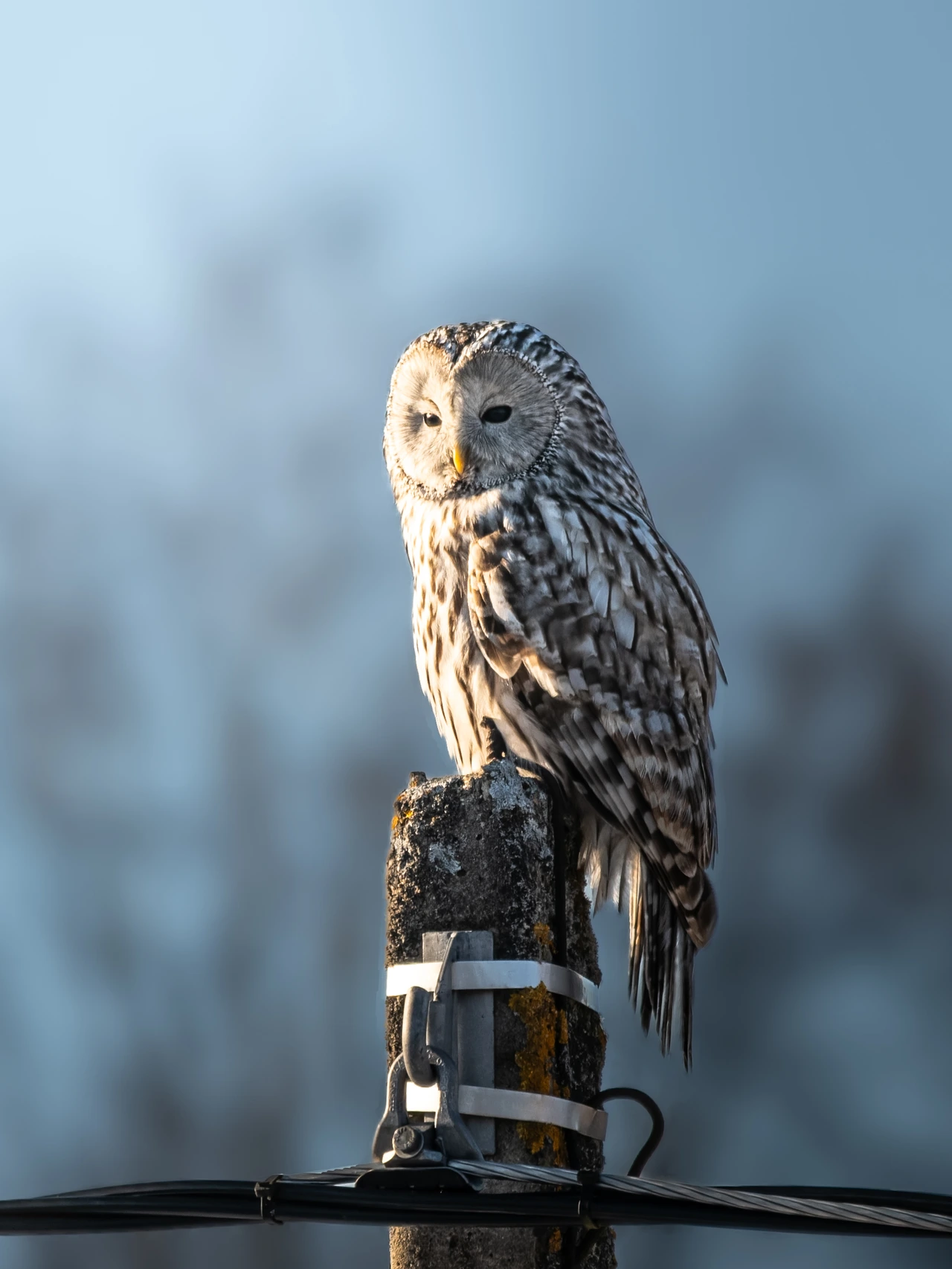 Ural owl — wildlife photograph by Henk Reinicke.