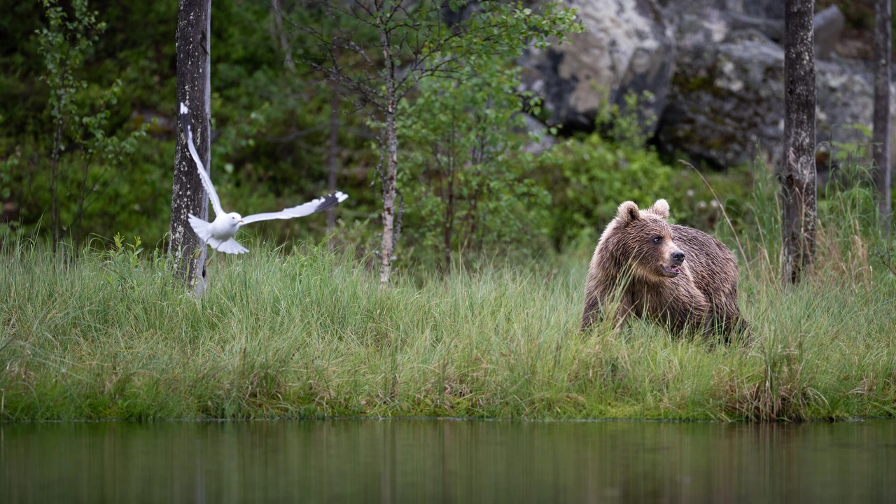 Brown bear & gull — wildlife photograph by Henk Reinicke.