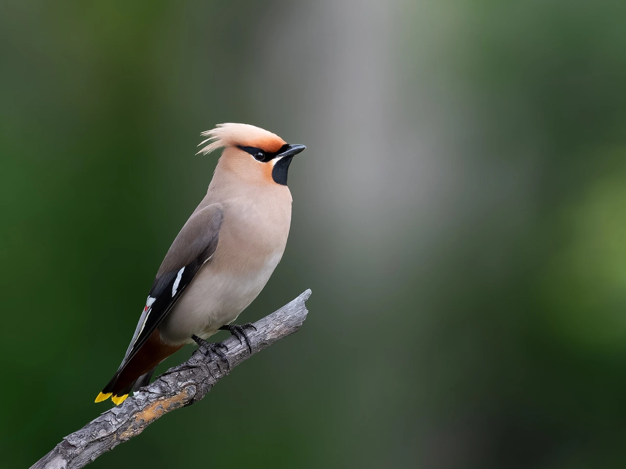 Bohemian waxwing — wildlife photograph by Henk Reinicke.