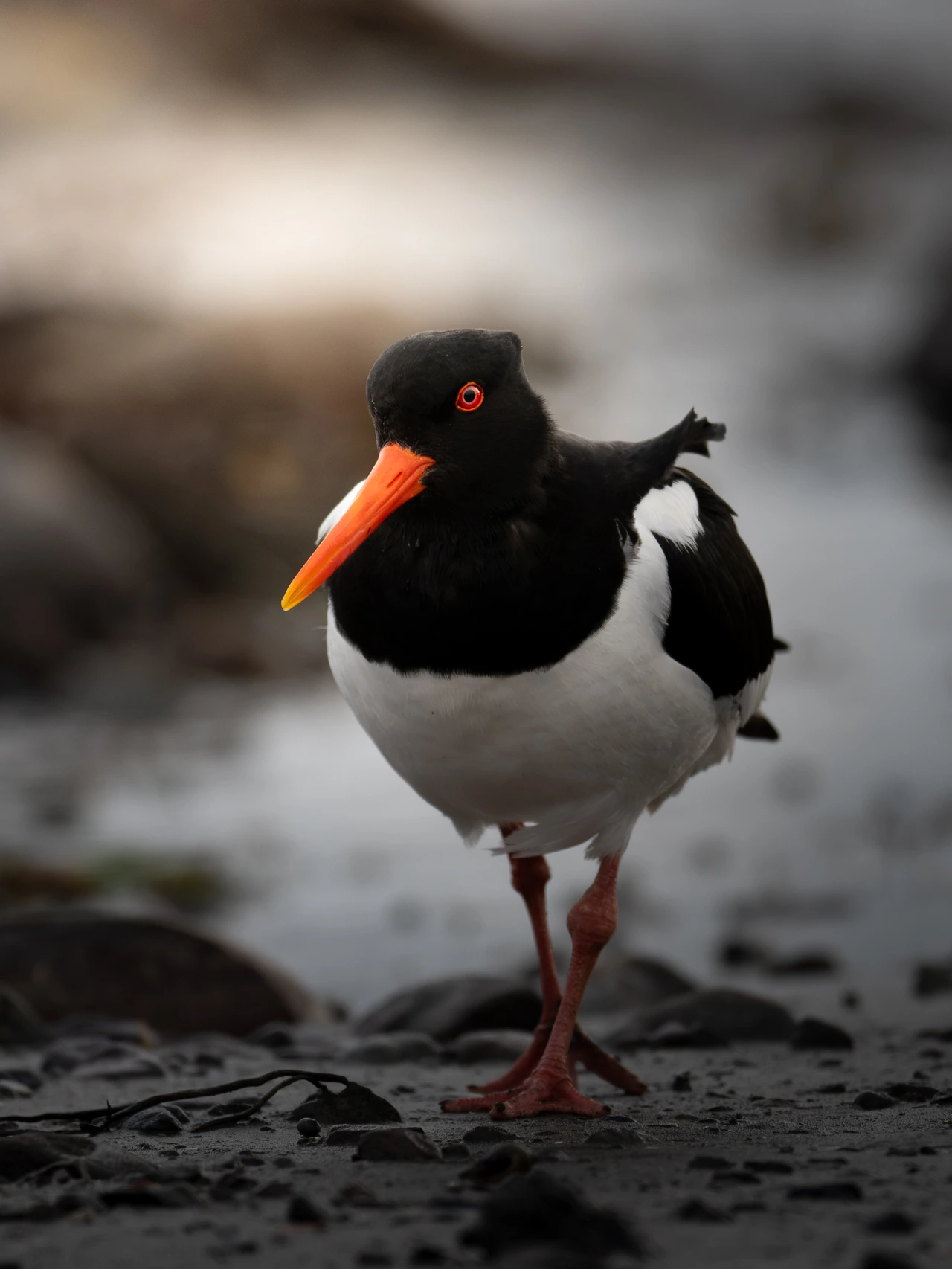 Eurasian oystercatcher — wildlife photograph by Henk Reinicke.