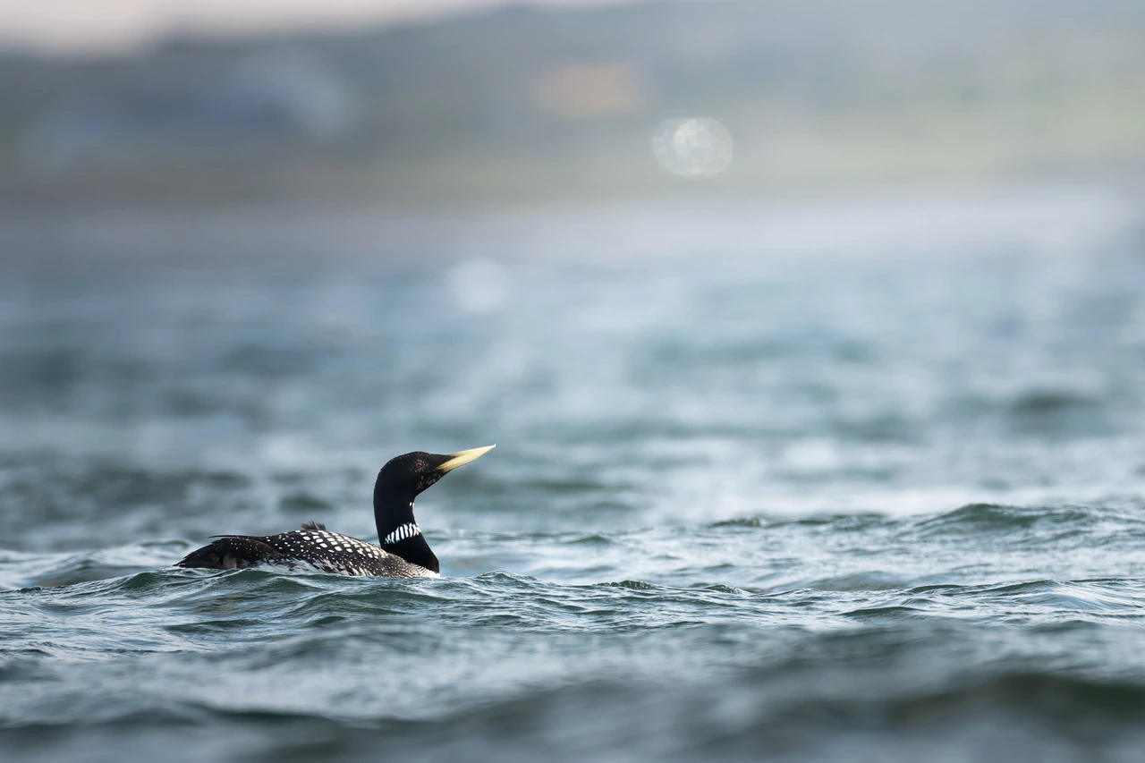 Yellow-billed loon — wildlife photograph by Henk Reinicke.
