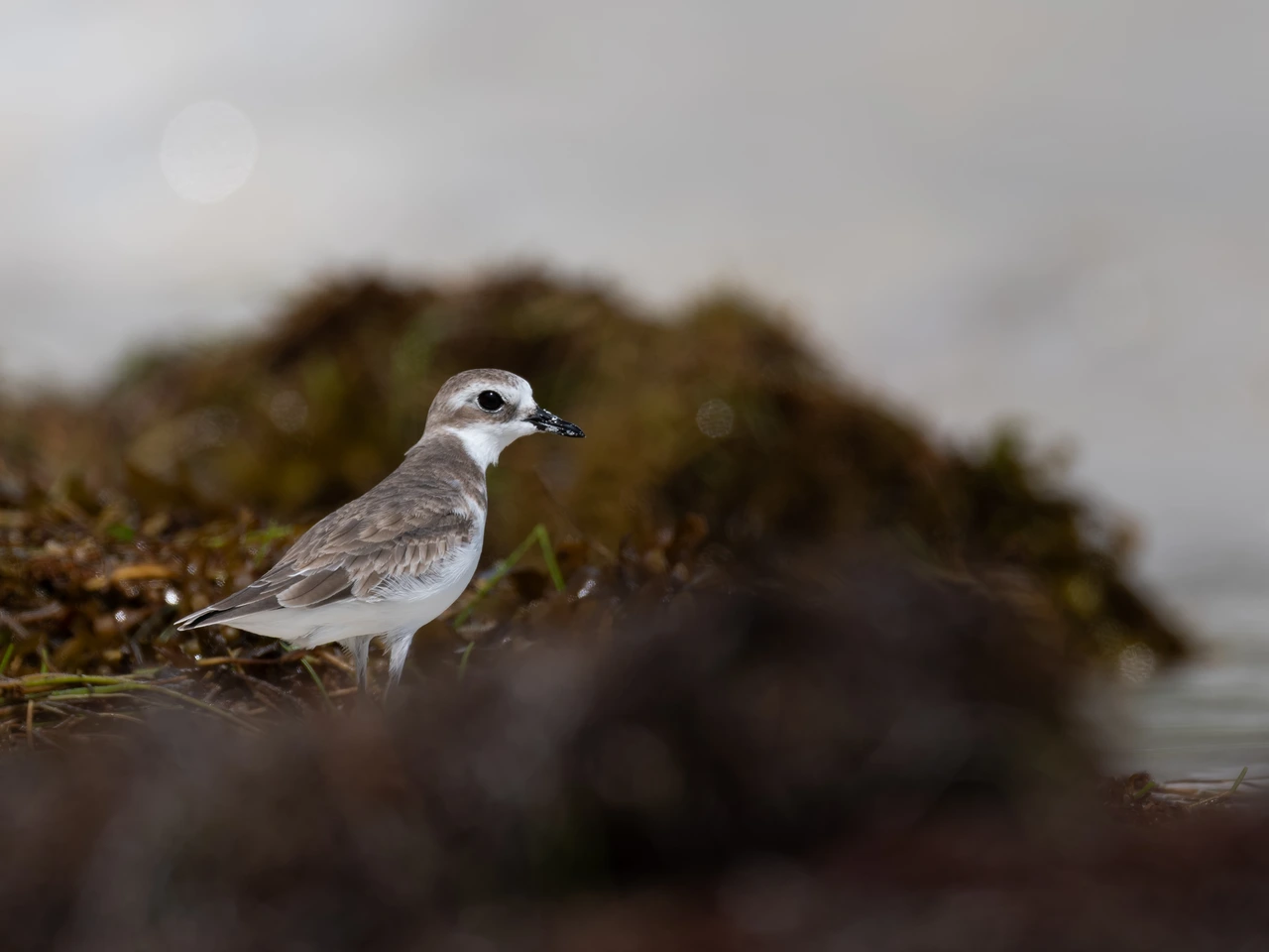 Sand plover — wildlife photograph by Henk Reinicke.