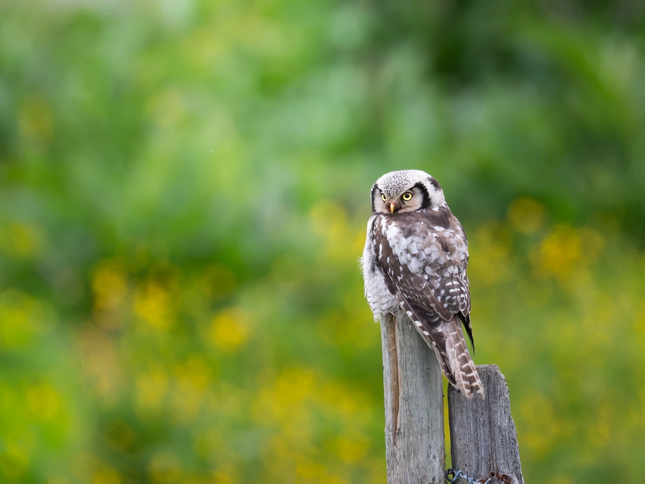 Northern hawk-owl — wildlife photograph by Henk Reinicke.