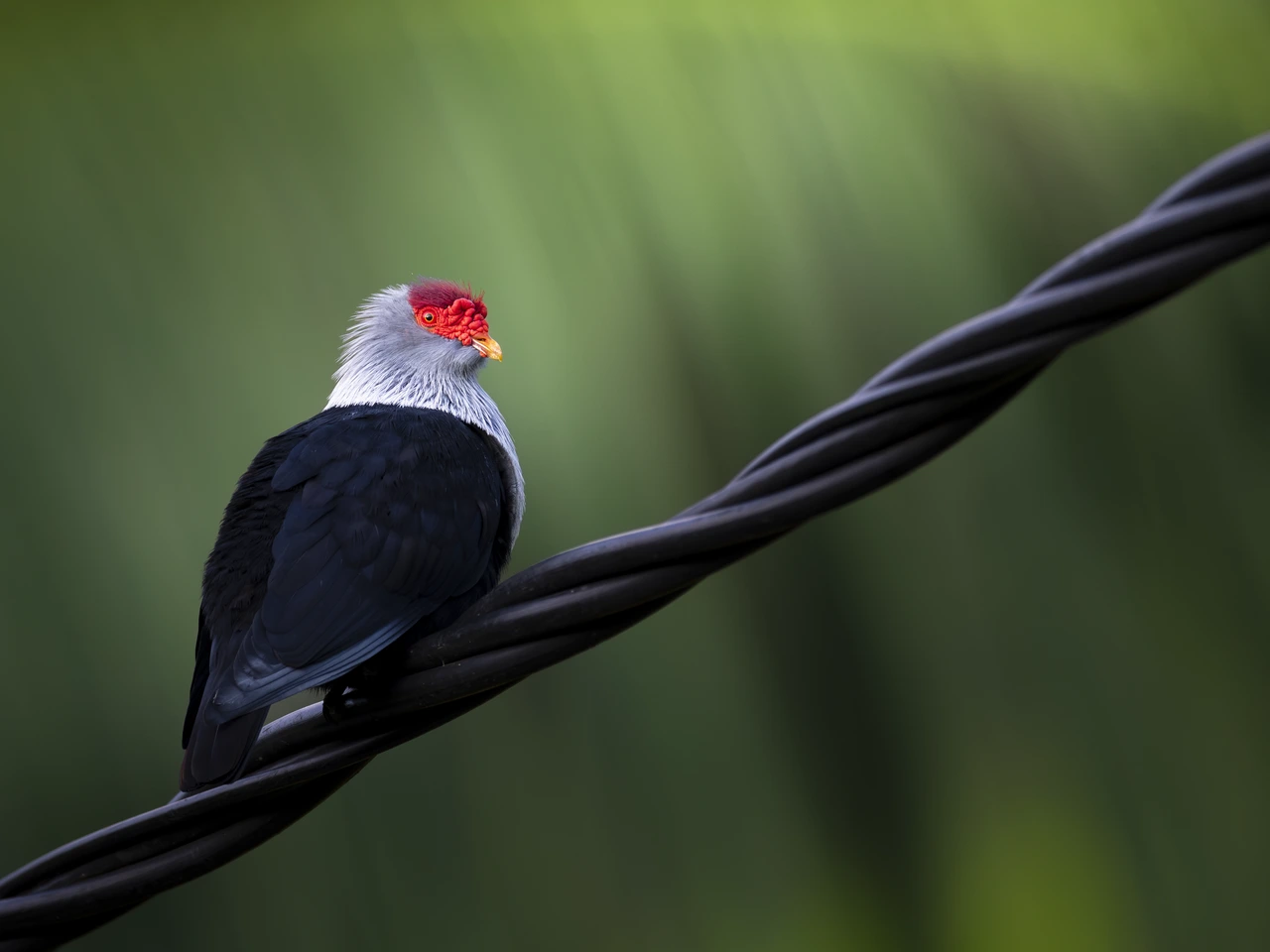 Seychelles blue pigeon — wildlife photograph by Henk Reinicke.