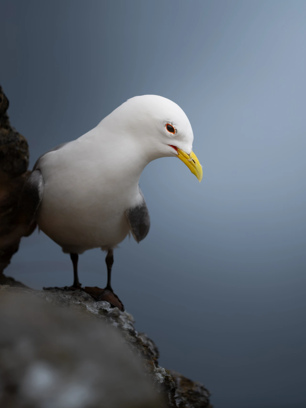 Black-legged kittiwake — wildlife photograph by Henk Reinicke.