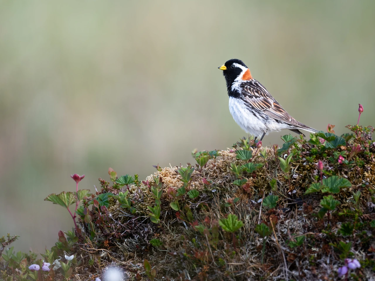 Lapland longspur — wildlife photograph by Henk Reinicke.