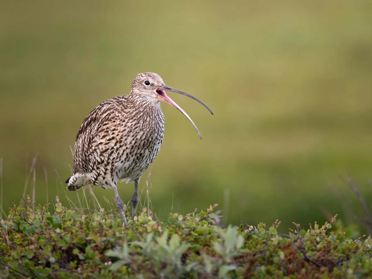 Eurasian curlew — wildlife photograph by Henk Reinicke.