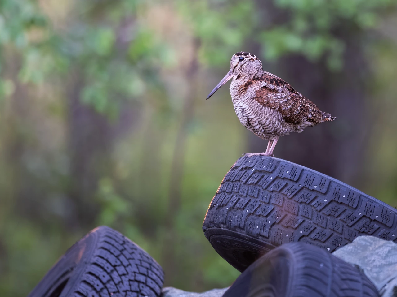 Eurasian woodcock — wildlife photograph by Henk Reinicke.