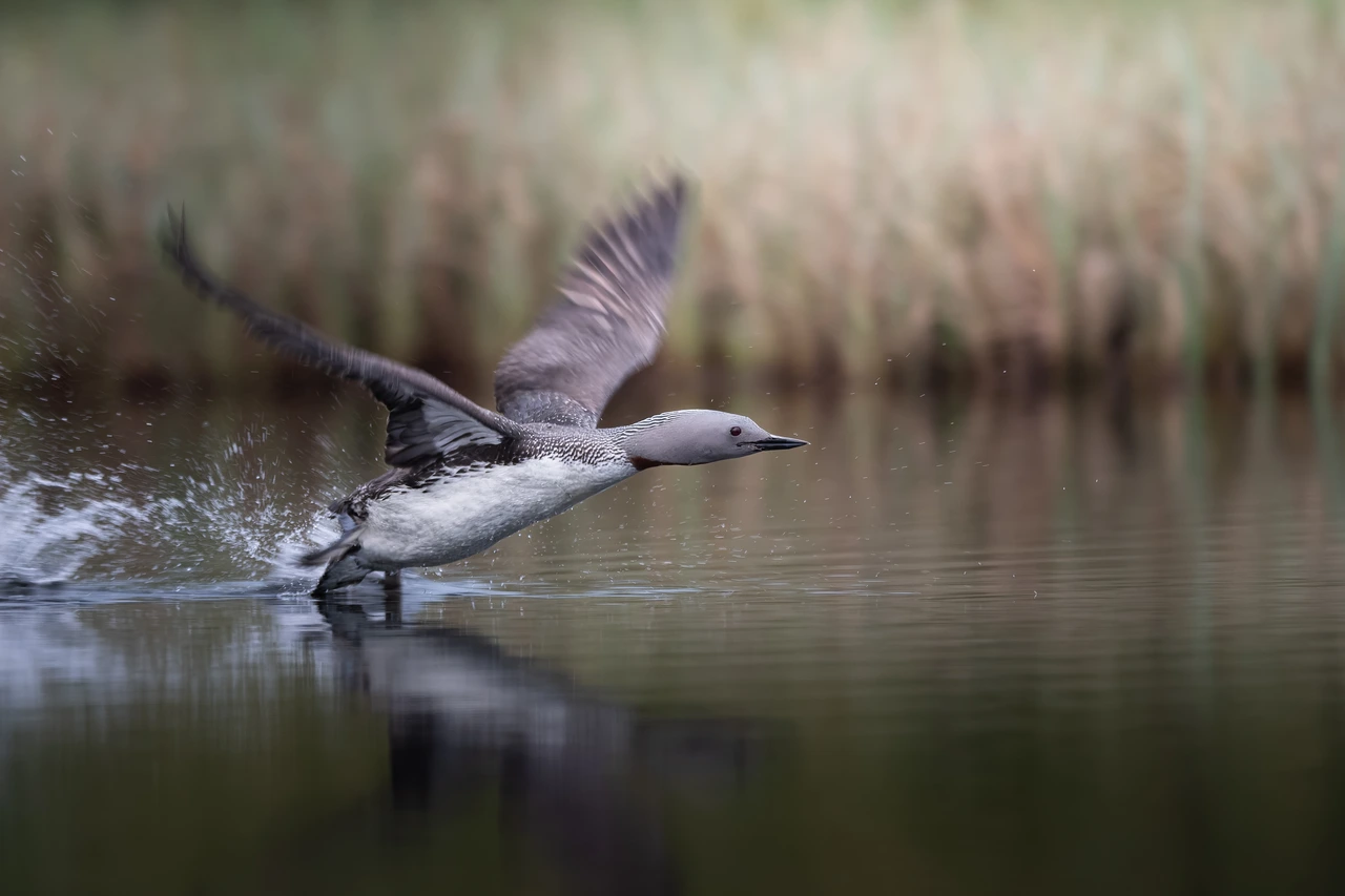 Red-throated loon — wildlife photograph by Henk Reinicke.