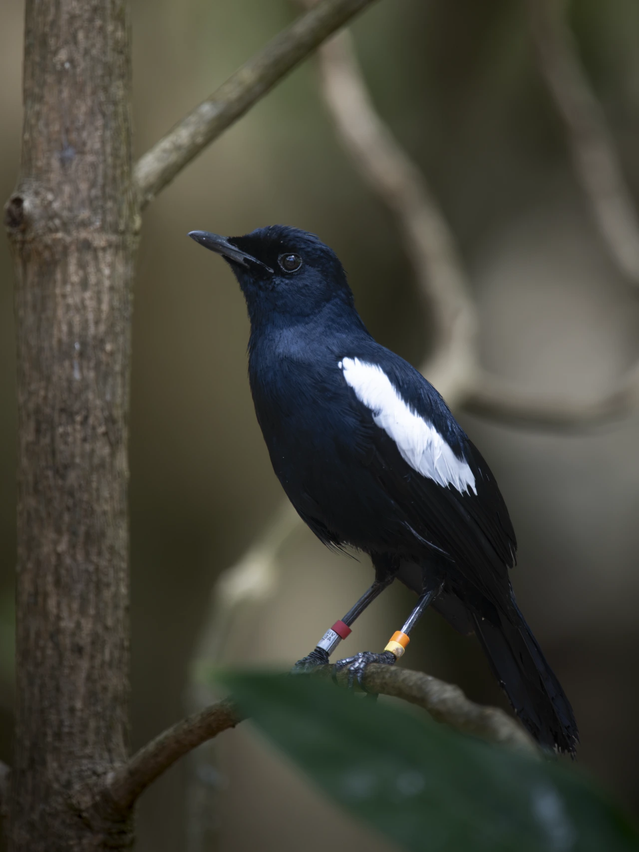 Seychelles magpie-robin — wildlife photograph by Henk Reinicke.
