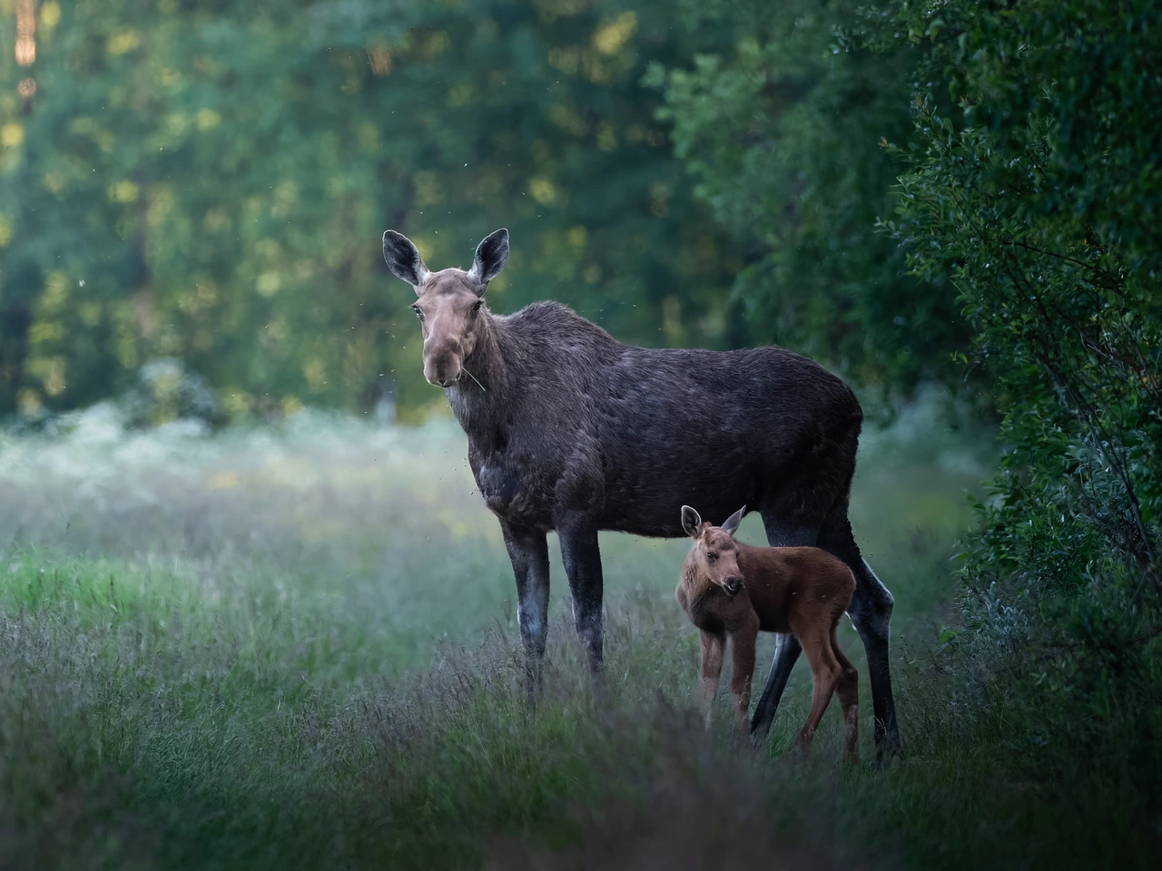 Moose with calf — wildlife photograph by Henk Reinicke.