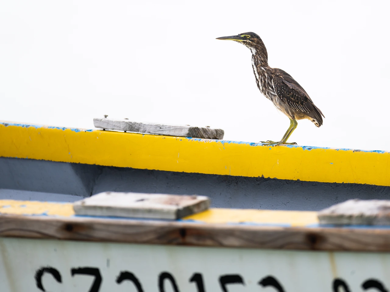 Green-backed heron — wildlife photograph by Henk Reinicke.