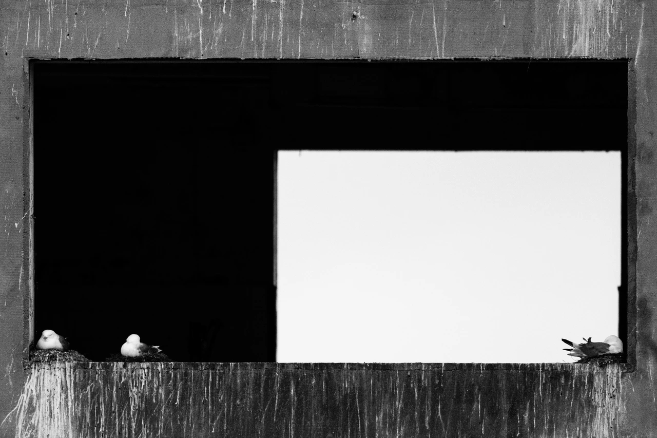 Black-legged kittiwakes — wildlife photograph by Henk Reinicke.