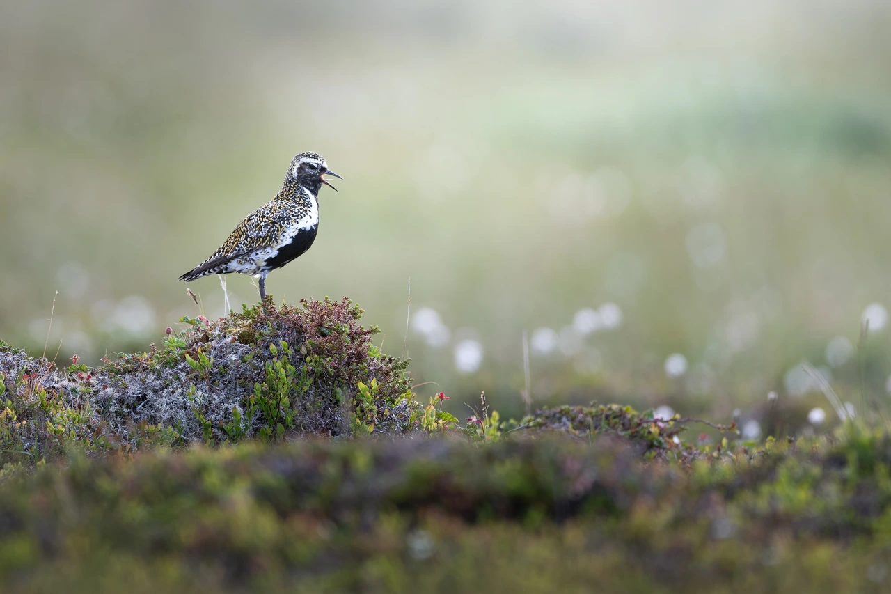 European golden plover — wildlife photograph by Henk Reinicke.