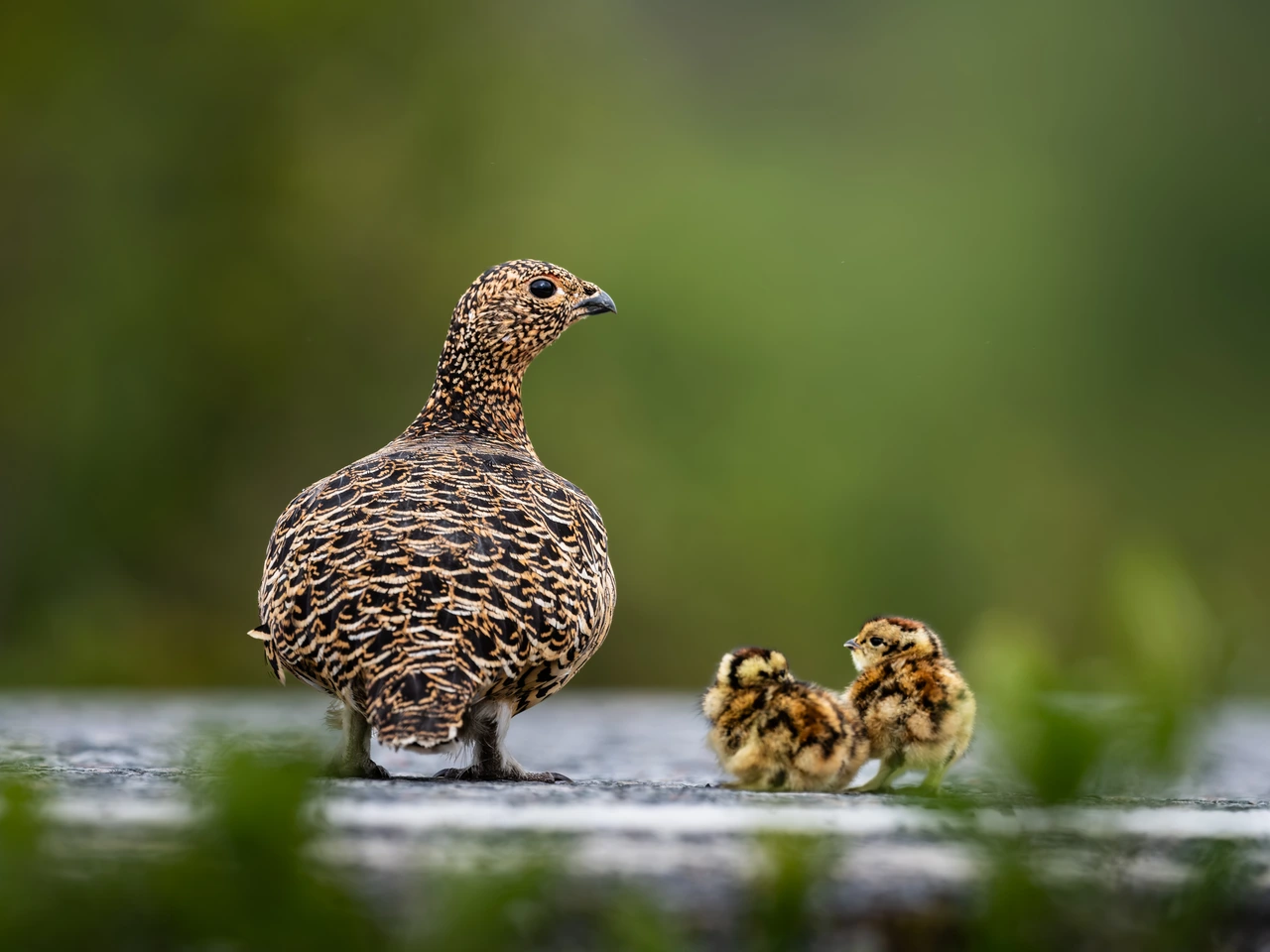 Willow ptarmigan with chicks — wildlife photograph by Henk Reinicke.